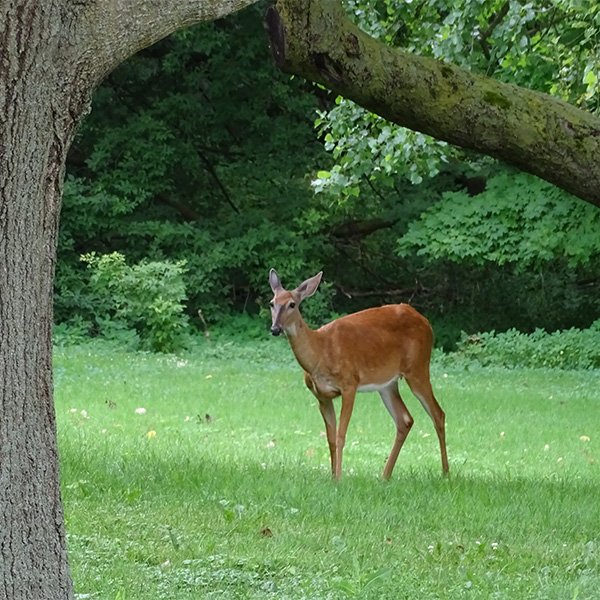 Deer Framed by Tree